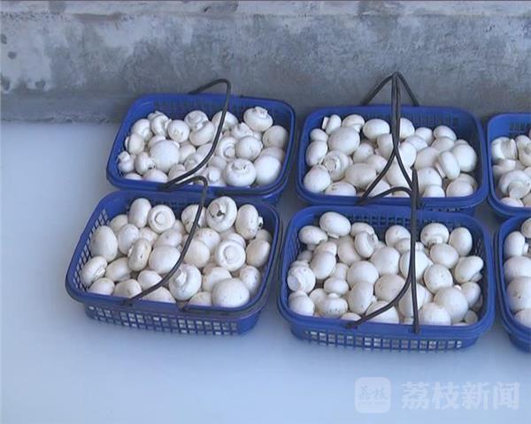 ng南宫28官网登录警觉“毒”蘑菇 增加“焦亚硫酸钠”为蘑菇护色(图4)